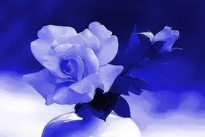 rosas