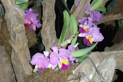 orquÃ­deas