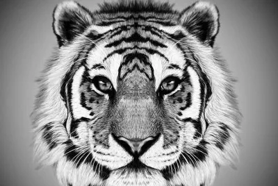 mis mascotas jigsaw puzzle