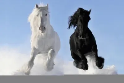 yin yang