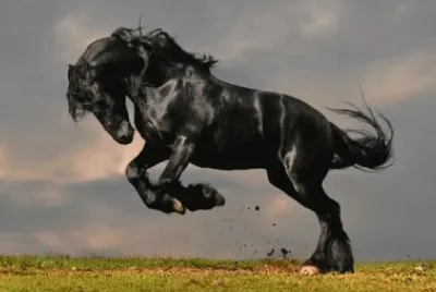 Toro