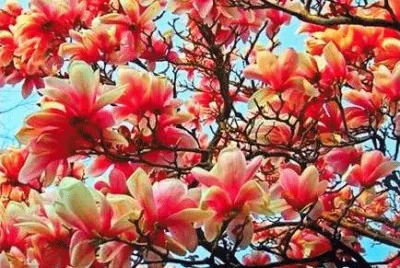 spring-109