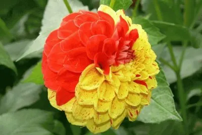 rosas