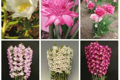 flores jigsaw puzzle