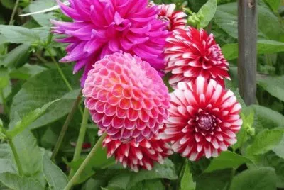 dalias