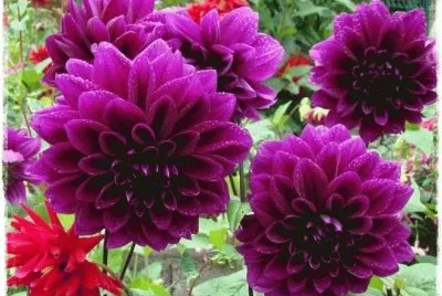 dalias