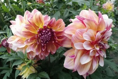 dalias