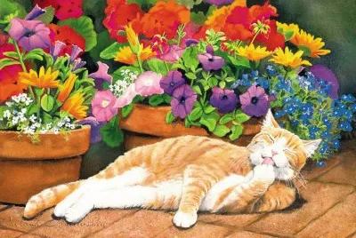 gato