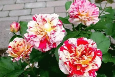 dalias