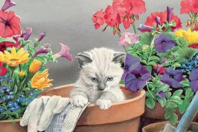 gato
