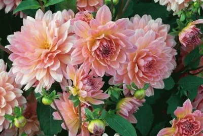 dalias