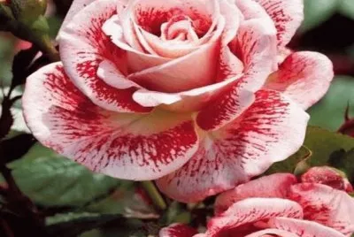 rosas