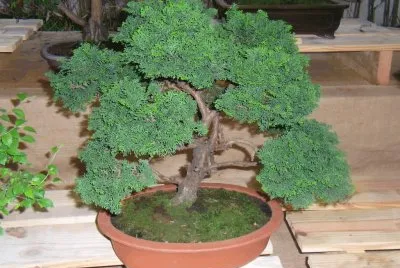 bonsai