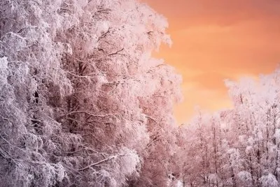 NEVE