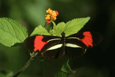 podotricha telesiphe