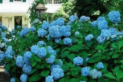 hortencia