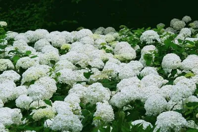 hortencia