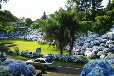 hortencia