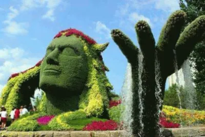 imagens  de  flores