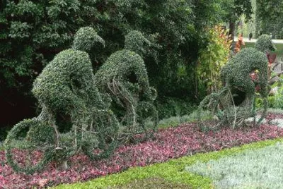 imagens  de  flores