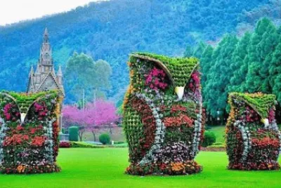 imagens  de  flores