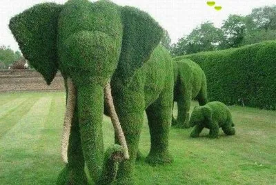 imagens  de  flores