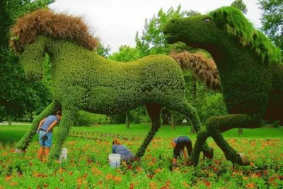 imagens  de  flores