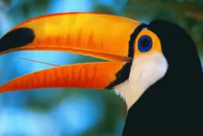 tucan