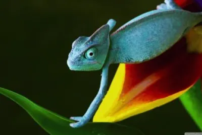 camaleon hd