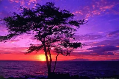 ocaso violeta