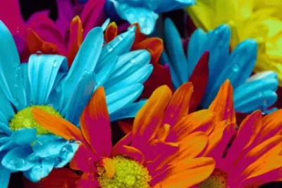 flores de colores