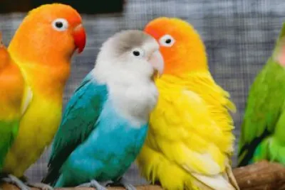 פאזל של coloridas