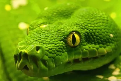 green poison