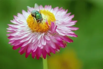 mosca jigsaw puzzle