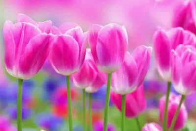 tulipas
