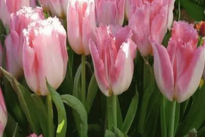tulipas
