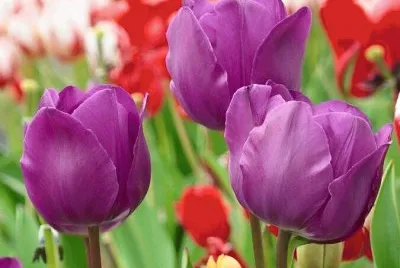 tulipas