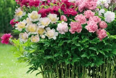 jardin