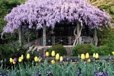 jardin