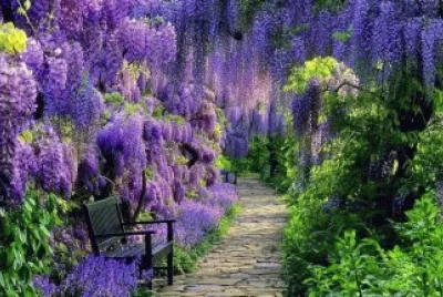jardin