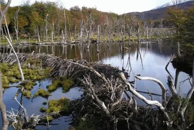 Castorera en Tierra del Fuego. Argentina
