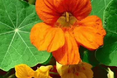 flores