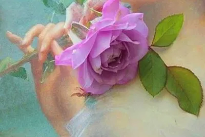 rosa