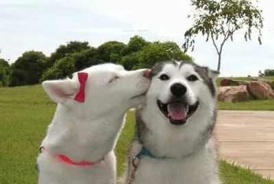 animais