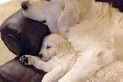 animais