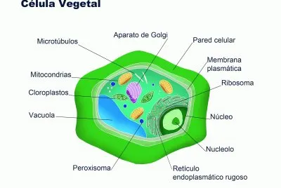Actividad de exploraciÃ³n de conocimientos previos