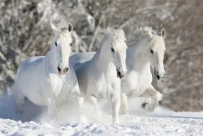 NEVE