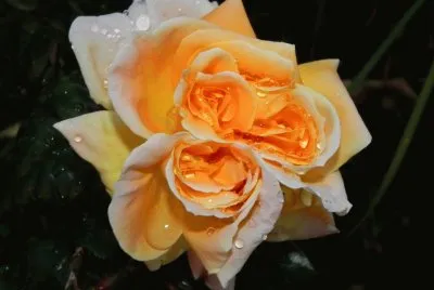 rosas gemelas