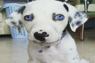 lindo â™¥