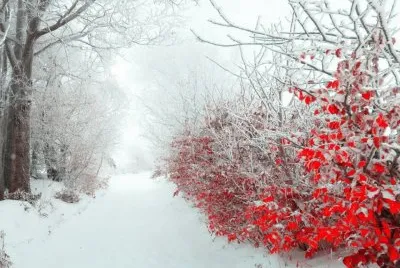 NEVE